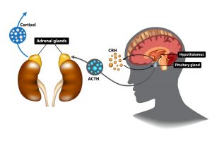 HPA axis, Chronic stress and immunity