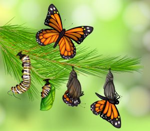 permission to grieve, butterfly emerging from cocoon