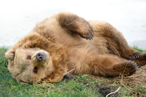 Brown Bear lying in Grass